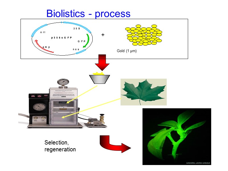 Selection, regeneration Biolistics - process